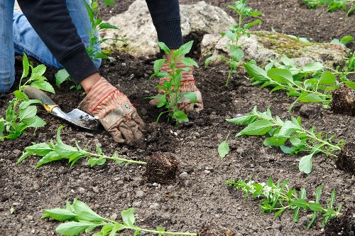 Site inspection and risk assessment conducted by a gardening supervisor